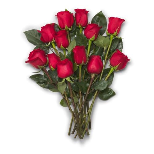 FLORAL Dozen Roses 40cm, 1 EA